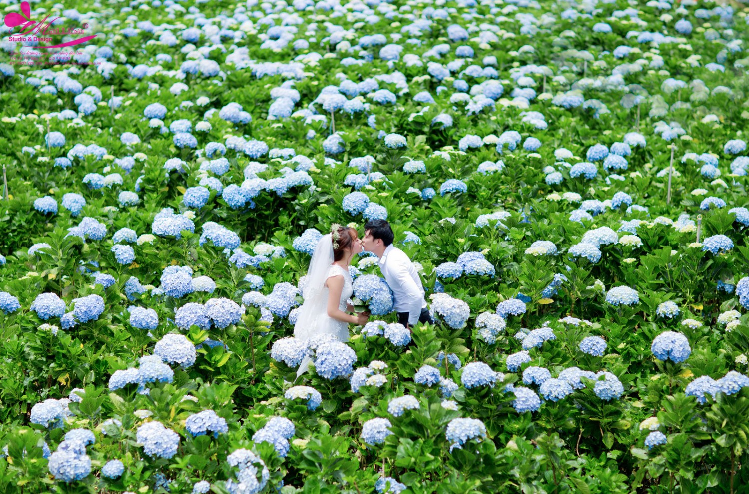 Ảnh Cưới Đà Lạt